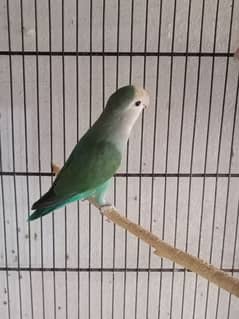 All variety of parrots Available 03202809500