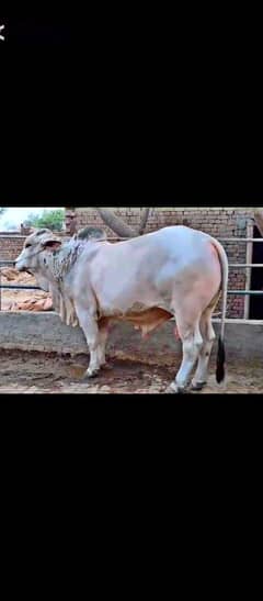 Brahman breed Bulls | Qurbani 2025