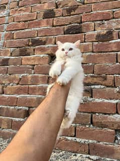 Triple coat Persian male kitten 5 month age