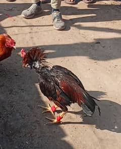 nofff