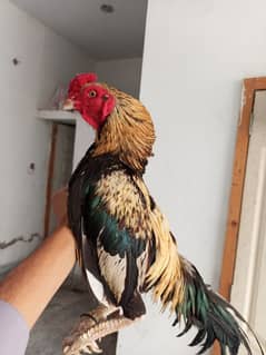 For