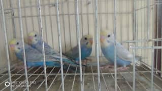 High quality Rainbow parrot 2 pair