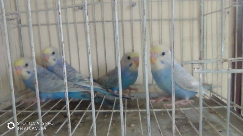 High quality Rainbow parrot 2 pair 0
