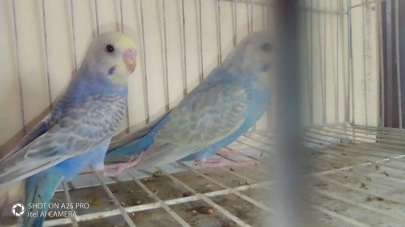 High quality Rainbow parrot 2 pair 1