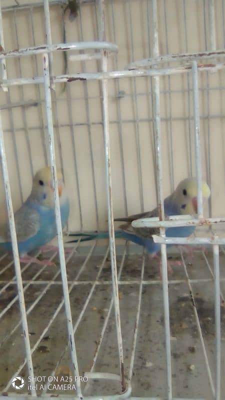High quality Rainbow parrot 2 pair 2