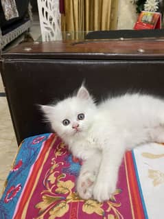 Triple coat semi punch face kittens for sale