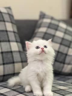 cattt