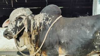 Bachra