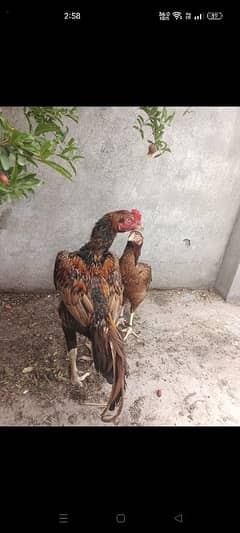 im