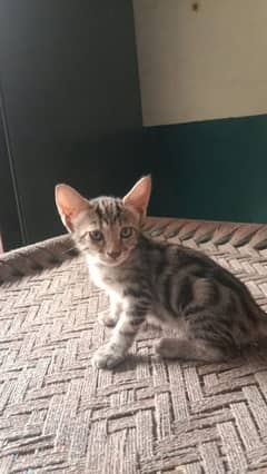 free cats sale