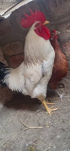 misri murgha murghi anda deti he