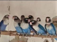 AS SALAAM WALAIKUM ALL LOVE BIRD AVAILABLE