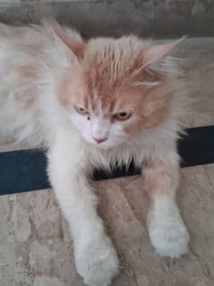 Parsian Male Cat