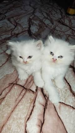 white Persian kitten pair