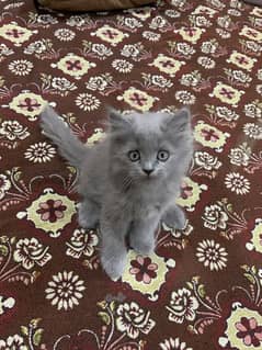 Gray Persian triple coated kitten 03247627801