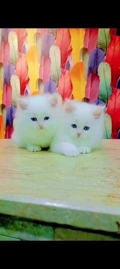 Persian cat for sale male or female my WhatsApp 03301750=780