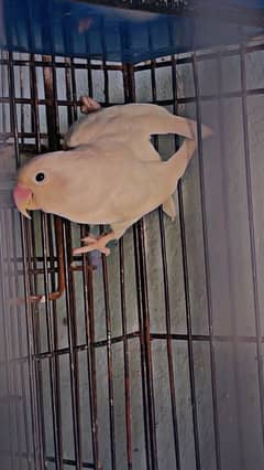 love birds albino decino creamino red eye / black eye