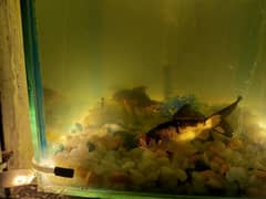 fish with aquarium
