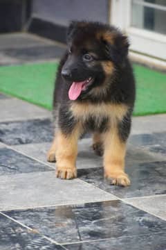 German shepherd puppies Double Coat Whatsapp 03221185228