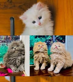 parshin punch face triple cote kitten cat male and female