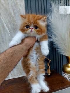 peki/piki