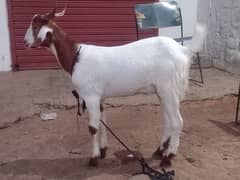 2 dant Bakra for Qurbani 2025
