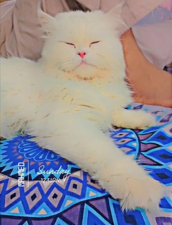 پرشین خوب صورت کیٹ میل براۓ فروخت 0