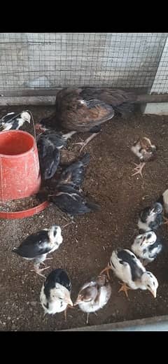 aseel hen with chicks