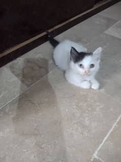 kitten for sale  3000