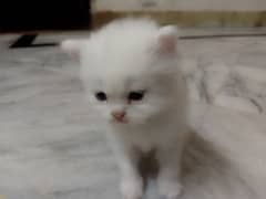PERSIAN KITTENS MALE AND FEMALE watsapp only 03476999167