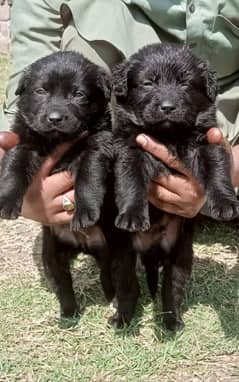 German shepherd double coat Jodi two months for sale