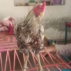 Aseel Sindhi