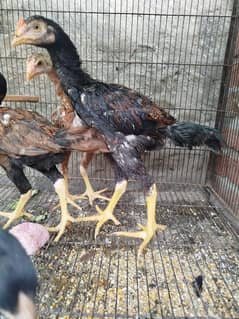 Guaranteed home breed chicks 4 months