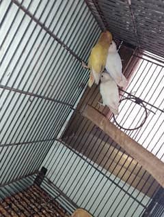 bird's for sale