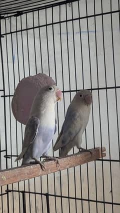 Love