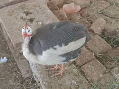 Gueina fowls for sale