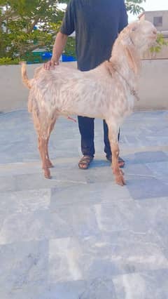 makhi
