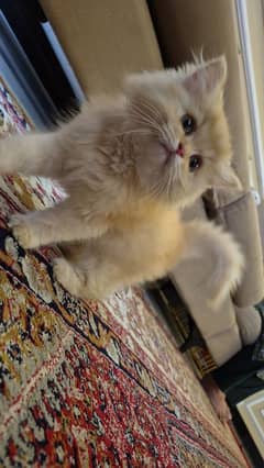 Persian Long Hair Baby Kitten
                                title=