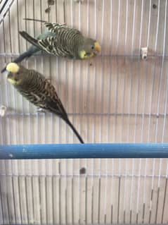 Budgies