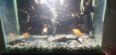 7 Fishes For Sale