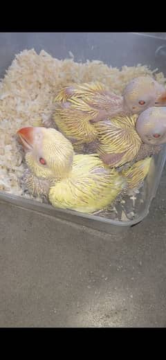 yellow chicks