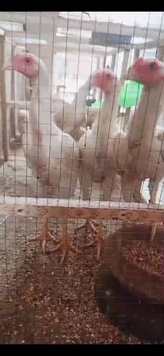 white shamo for sale