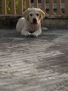 Labrador puppies