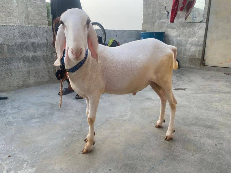2 dant Dumba for Sale 5