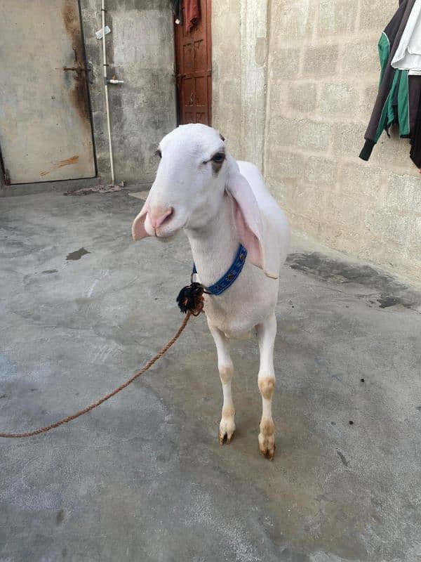 2 dant Dumba for Sale 6