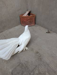1 pair of American lucky pigeon and 1 chick of this 03164055534 whatsa