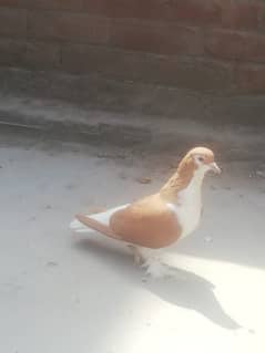 Lahori