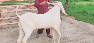Rajanpuri