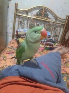 green parrot self chick