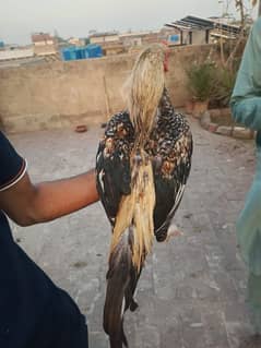 Aseel Patha For sale